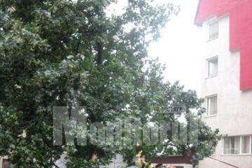 Pe Mărășești, un copac a căzut peste două autoturisme