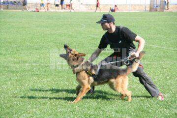 Câinii sunt antrenați să atace și fără comandă dacă colegul de serviciu este la rândul lui atacat