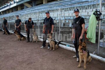 Cinci dintre cățeii de la Serviciului de Criminalistică