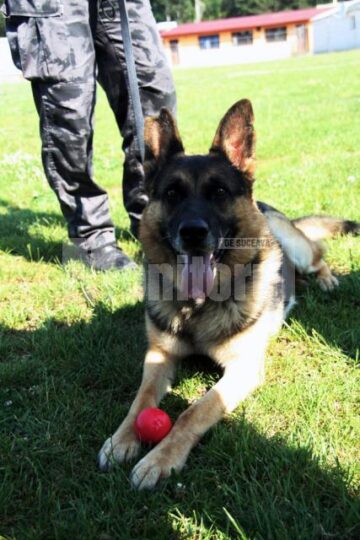 Recompansa lui Dino e mingea