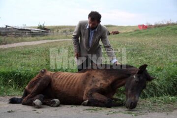 Tot mai multe cazuri de cai maltratați la Suceava