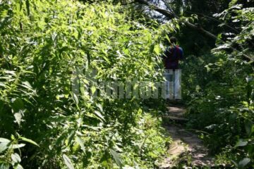Urzicile si bălăriile care străjuiesc aleile au câte doi metri înălțime