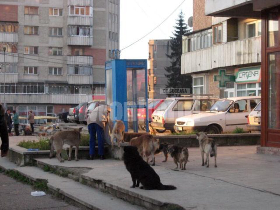 În majoritatea cazurilor ajunse la spital este vorba de victime ale câinilor comunitari