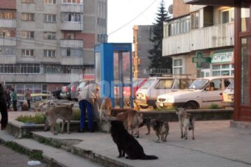 În majoritatea cazurilor ajunse la spital este vorba de victime ale câinilor comunitari
