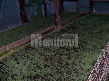 Jurizare grădini puiet rășinoase