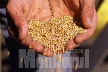 La grâu s-a înregistrat o producție medie de 3.000 de kilograme la hectar