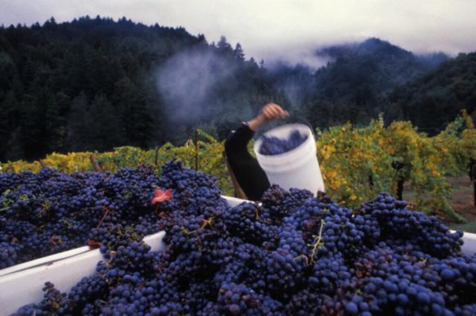 Strugurii, în special cei roșii, conțin un antioxidant foarte puternic