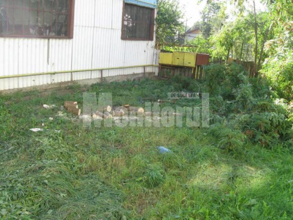 Spațiu verde distrus ilegal, cu drujba