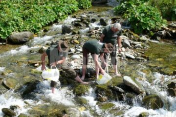 Lansare de puiet de păstrăv în Bistrița Aurie