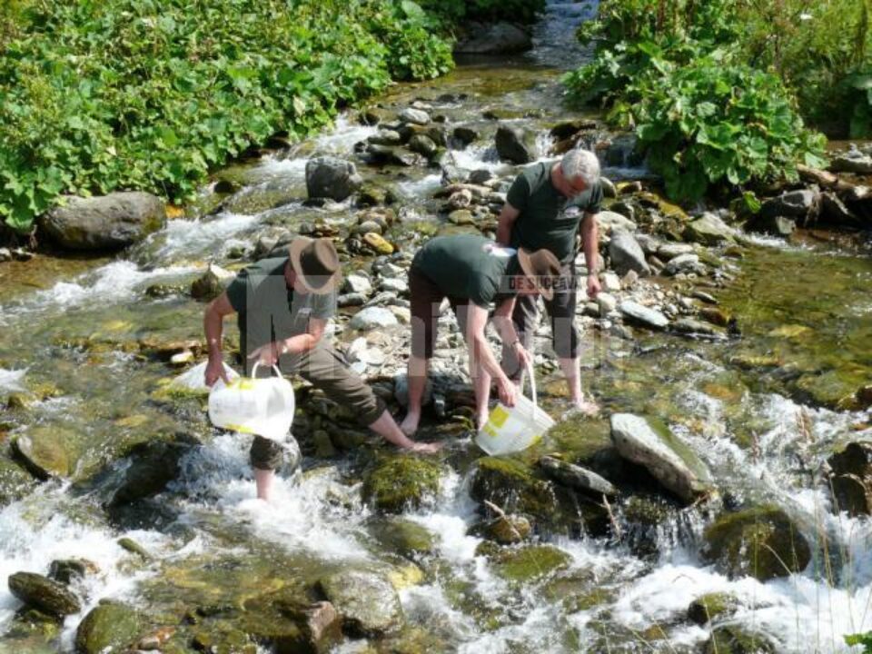 Lansare de puiet de păstrăv în Bistrița Aurie