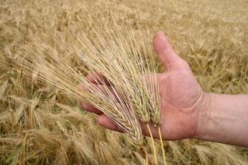 Producție record de grâu în acest an. Foto: agroinfo.ro