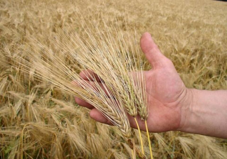 Producție record de grâu în acest an. Foto: agroinfo.ro