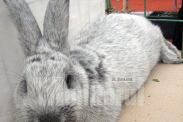 La Târgul de păsări, vizitatorii pot admira porumbei și iepuri