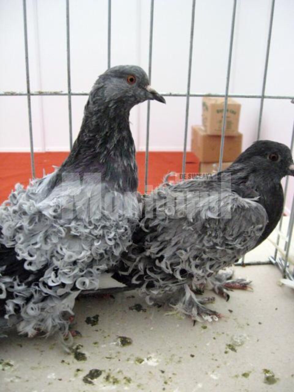 La Târgul de păsări, vizitatorii pot admira porumbei și iepuri