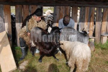 Satul Botoș din comuna Ciocănești a fost în sărbătoare