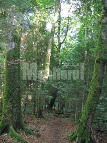 Coloanele inverzite ale templului naturii