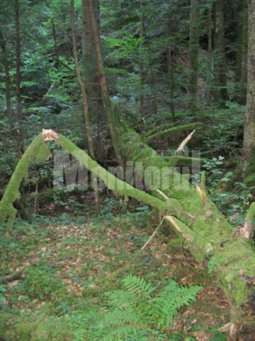 Arborii doborati continua sa reziste inca multi ani inainte de a se descompune