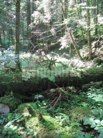 Arbori plini de viata chiar si dupa moarte