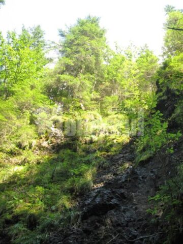 Arborele de fier - tisa, crescut deasupra Cheilor Lacatei