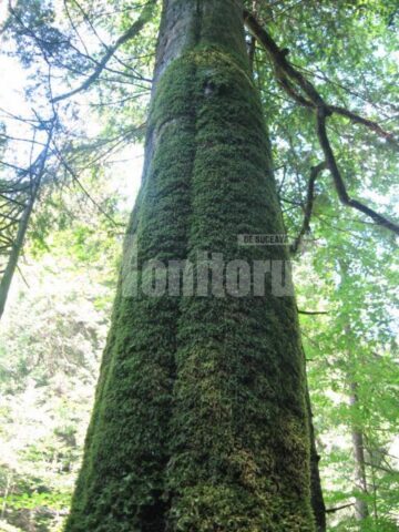 Truchiurile copacilor, acoperite de o patura de verdeata