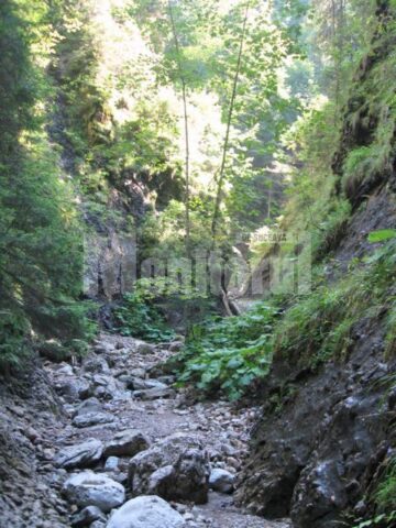 Cheile Lacatei au fost dinamitate pentru a permite accesul spre padurea neatinsa de om