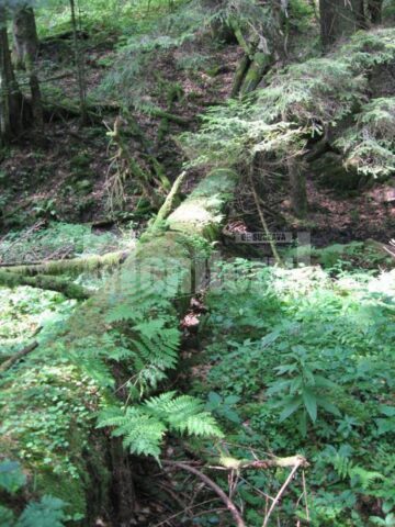 Arborii cazuti la pamant capata o noua viata