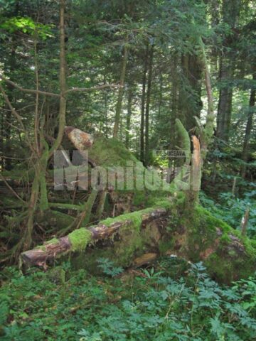 Trunchiuri cazute de ani de zile, acoperite de muschi si licheni