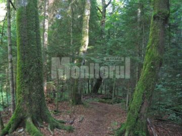 Coloanele inverzite ale templului naturii