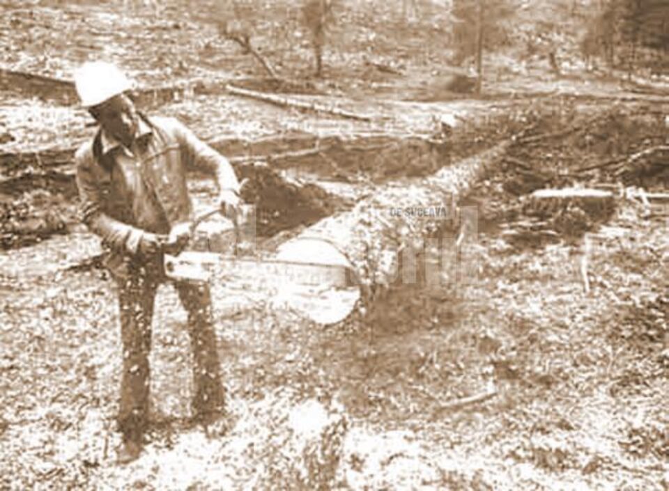 Forestier