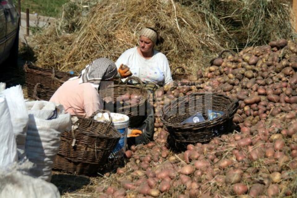 La cartof, producția medie este de 20 de tone la hectar