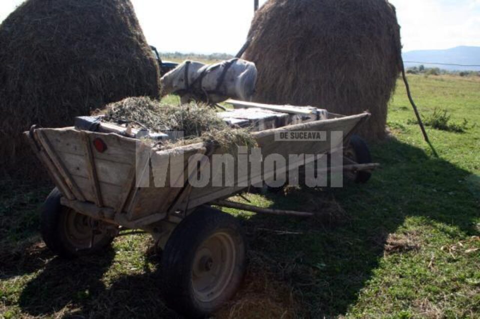 Un cal, un atelaj hipo și șase mii de pachete de țigări, reținute de polițiștii de frontieră