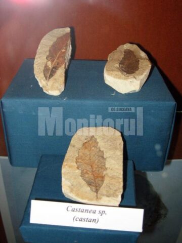 Expoziția va putea fi vizitată până pe 31 octombrie