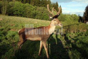 Cerb tânăr in pădurile de la Marginea