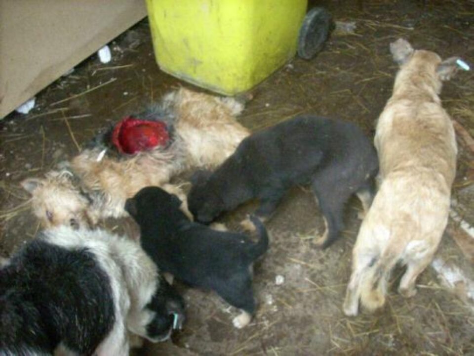 Fotografii primite la redacție, despre care reprezentanții Asociației „Fafner” susțin că au fost făcute în adăpostul de la Rădăuți