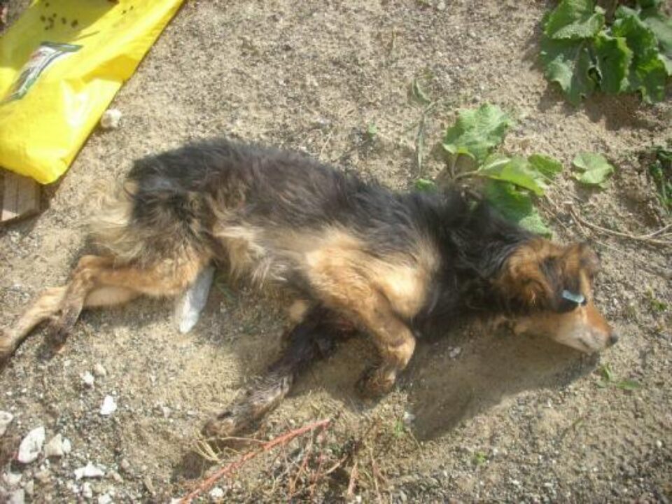 Fotografii primite la redacție, despre care reprezentanții Asociației „Fafner” susțin că au fost făcute în adăpostul de la Rădăuți