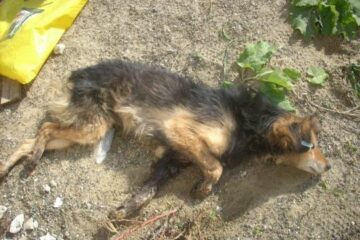 Fotografii primite la redacție, despre care reprezentanții Asociației „Fafner” susțin că au fost făcute în adăpostul de la Rădăuți