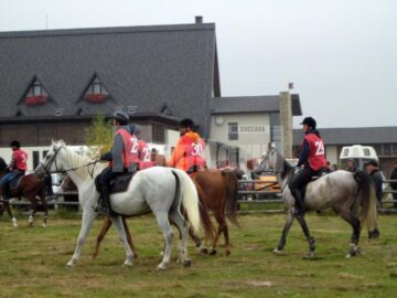 Caii din rasa Shagya arab, câștigătorii finalei Campionatului Național de Anduranță