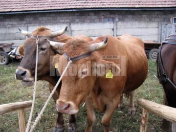 La Câmpulung, Festivalul „Drumul Lemnului” a asimilat în acest an și „Târgul Lăptarilor”