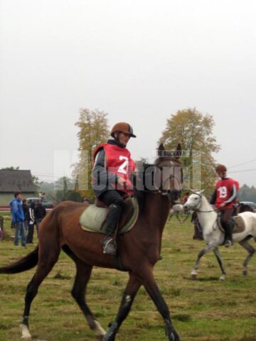 Caii din rasa Shagya arab, câștigătorii finalei Campionatului Național de Anduranță