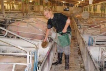 Oferta de locuri de muncă cuprinde și posturi de lucrători în ferme de creștere a animalelor în Danemarca. Foto: adevarul.ro