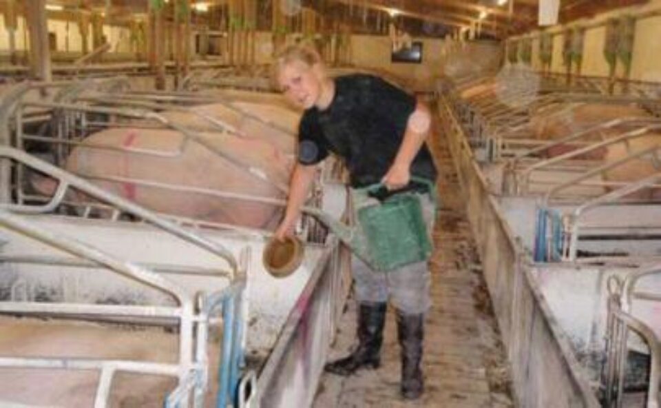 Oferta de locuri de muncă cuprinde și posturi de lucrători în ferme de creștere a animalelor în Danemarca. Foto: adevarul.ro Oferta de locuri de muncă cuprinde și posturi de lucrători în ferme de creștere a animalelor în Danemarca. Foto: adevarul.ro
