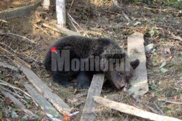 Puiul de urs a avut mare noroc Puiul de urs a avut mare noroc