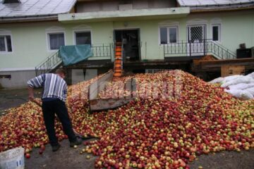 Cererile pentru achiziționarea de mere au fost peste așteptări