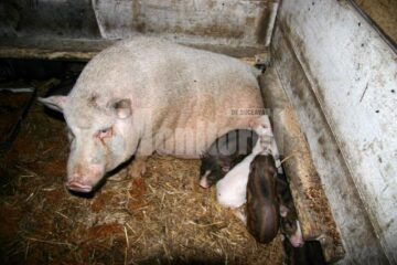 Porcii vietnamezi s-au înmulțit rapid la ferma din Dornești