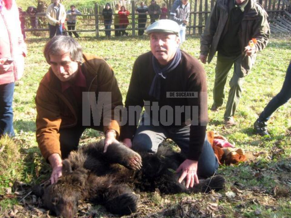Rănile ursului au fost toaletate de veterinari