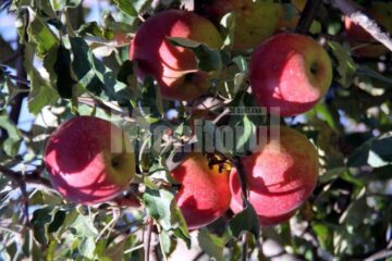 La ediția de anul acesta vor participa peste 20 de producători de mere din bazinul pomicol Fălticeni, cu o ofertă extrem de variată de mere