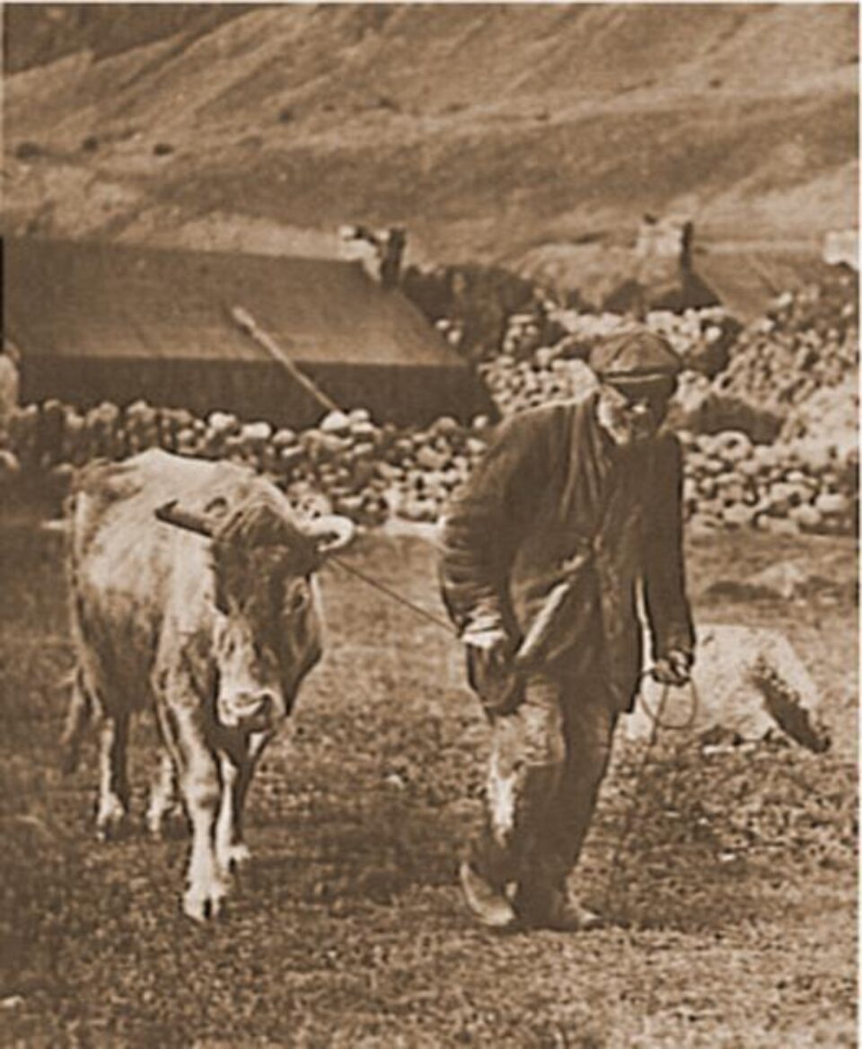 Băutura întăritoare a burcutului