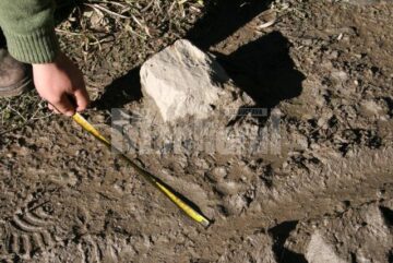 Urma de labă de urs găsită pe drumul forestier pe raza districtului Argestru