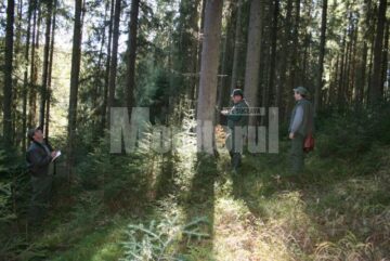 În cadrul Ocolului Silva Bucovina lucrează silvicultori cu experiență