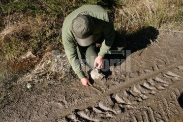 Urma de labă de urs găsită pe drumul forestier pe raza districtului Argestru